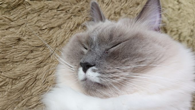 難しい顔をしているプリューシュ。ラグドール・ビルーポイントミテッドの猫。