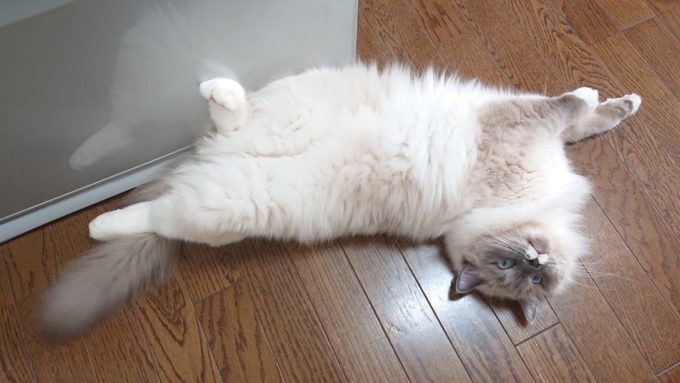 驚くプリューシュ。ラグドール・ブルーポイントミテッドの猫。