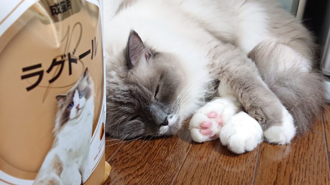 ロイヤルカナンの袋の後ろで眠るプリューシュ。ラグドール・ブルーポイントミテッドの猫。