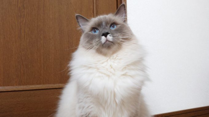 首をかしげるプリューシュ。ラグドール・ブルーポイントミテッドの猫。